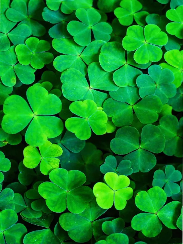 Celebrate St. Patrick’s Day at The George Pub, London: The Best Spot in Islington for Guinness, Football, and Fun!